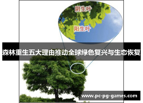森林重生五大理由推动全球绿色复兴与生态恢复